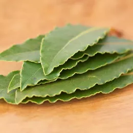 Fine laurel from Mount Olympos